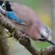 Jay
