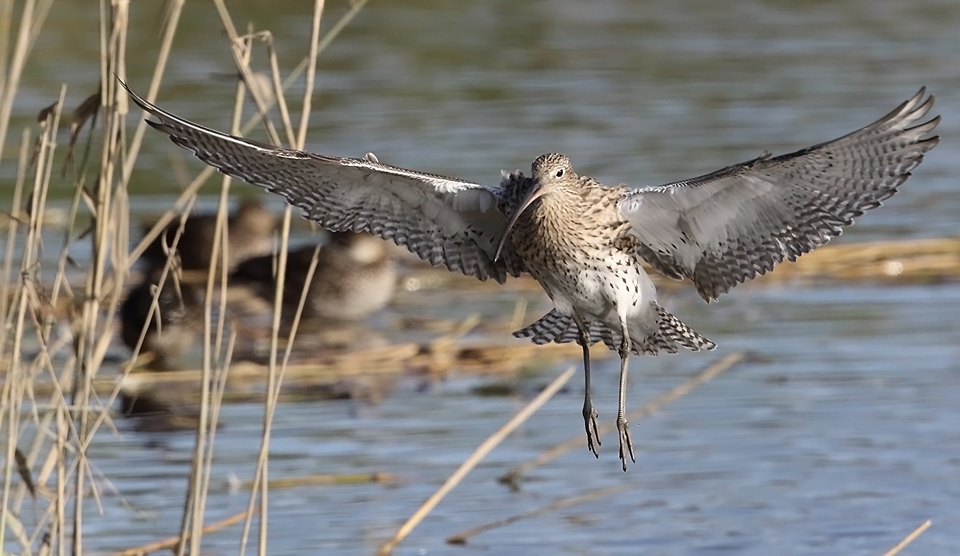 Curlew coming this way