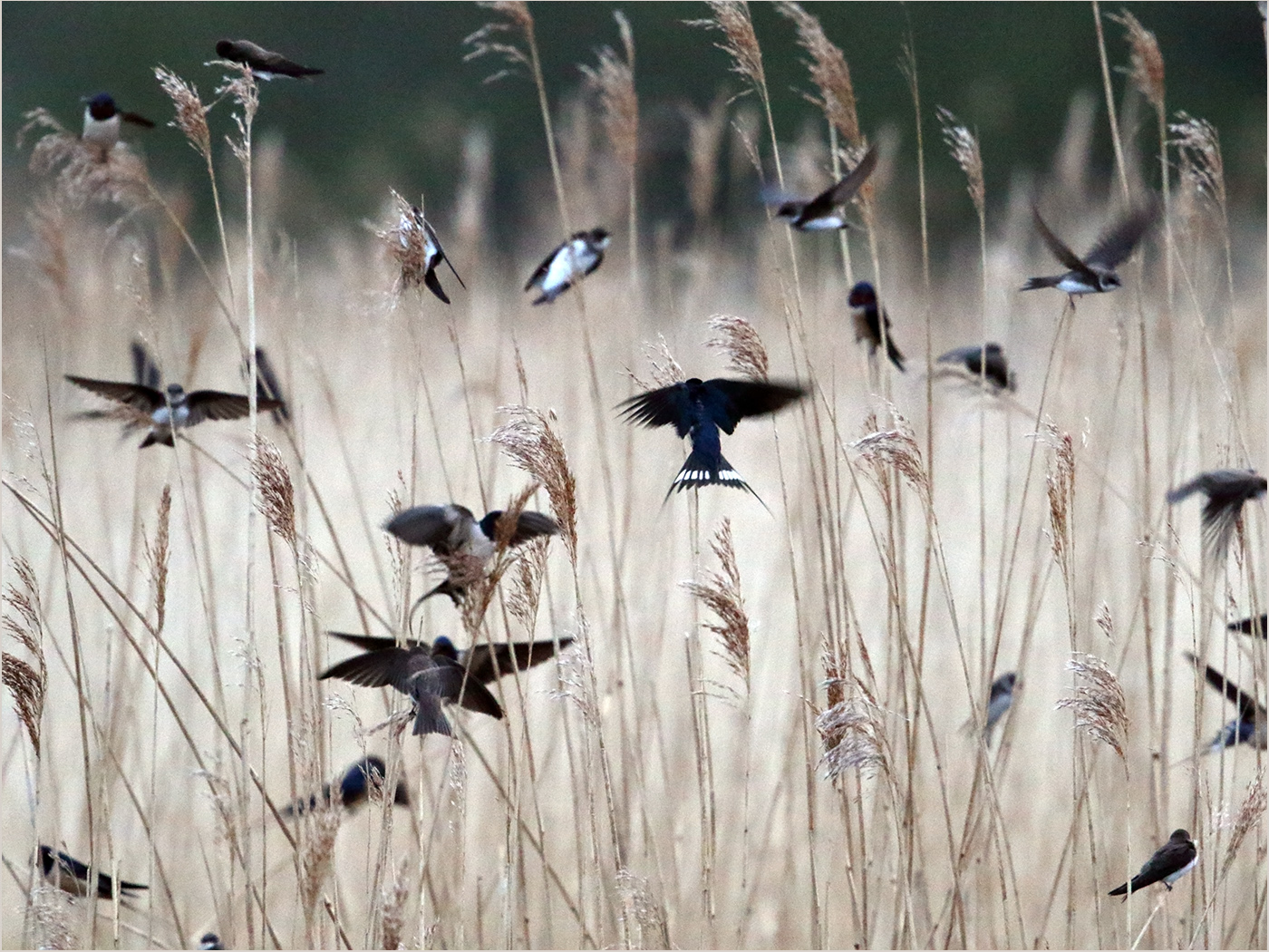 Hirundines at roost