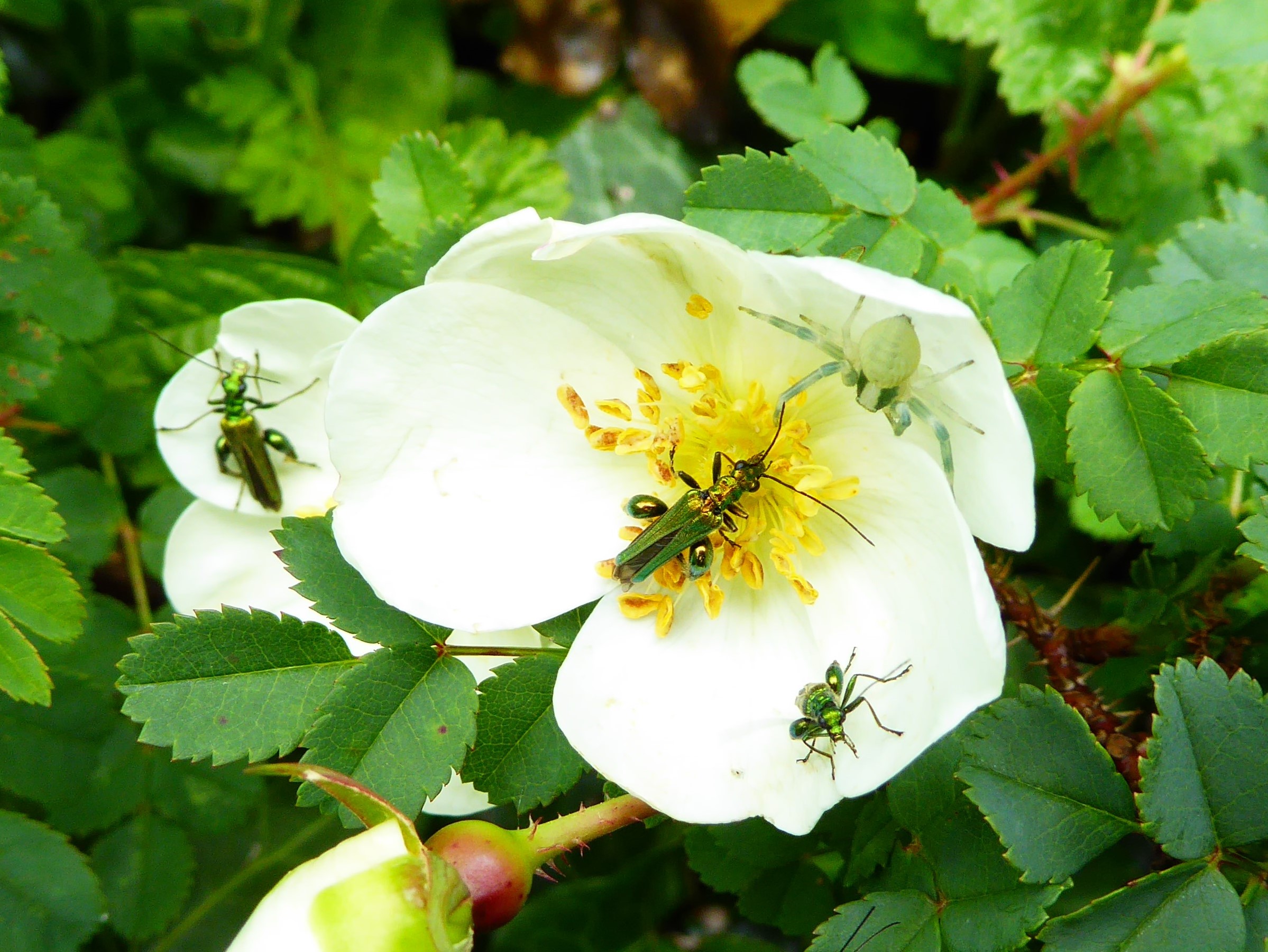 Crab spider and pollen beetles on burnet rose