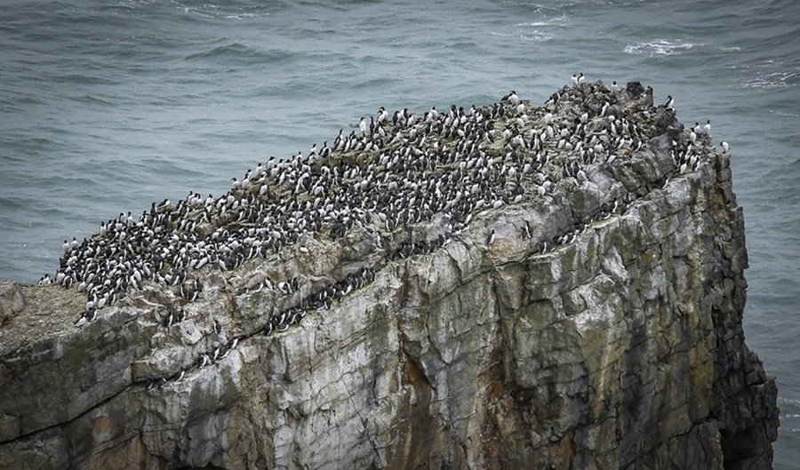 Crowded