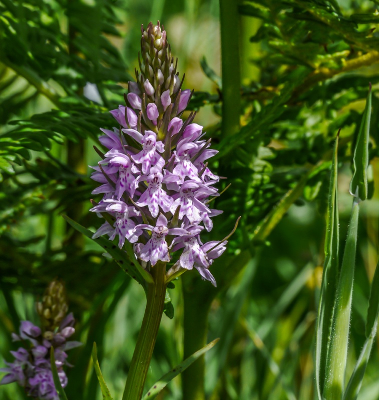 Cliffside Orchid