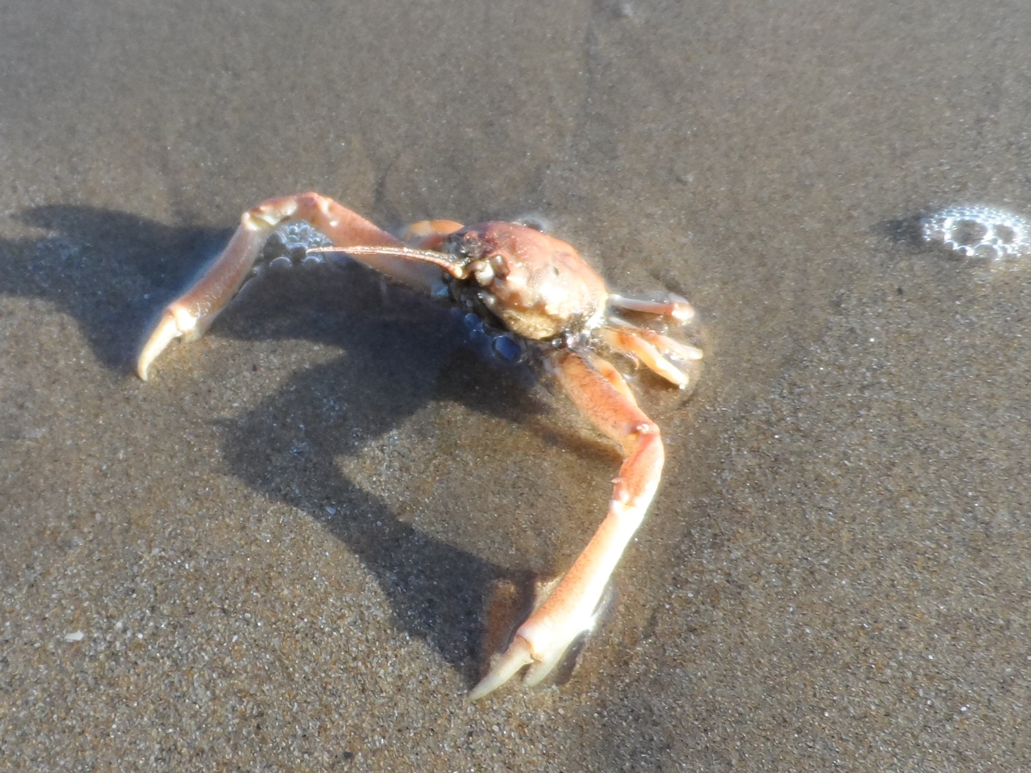 Masked Crab