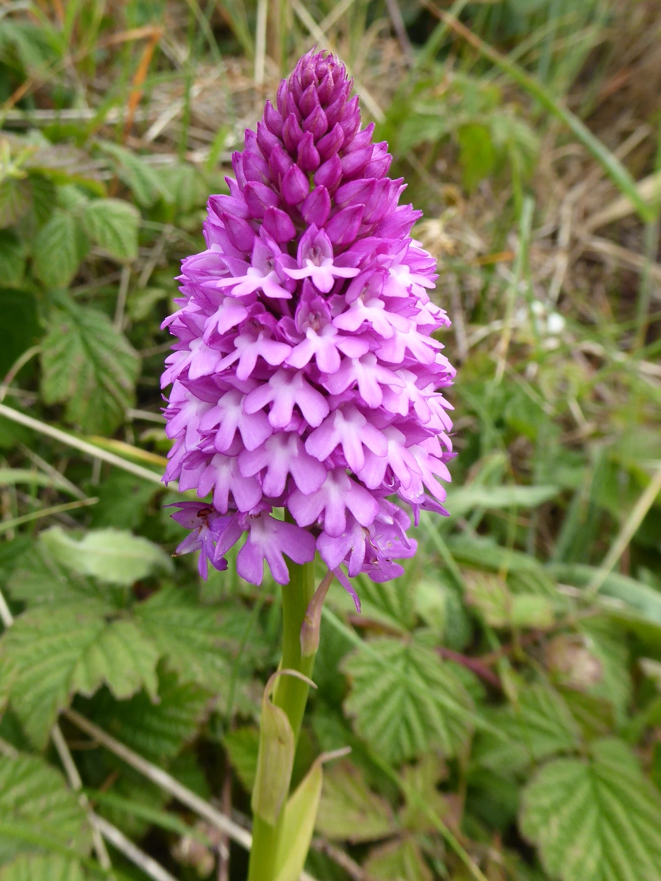 Pyramidal orchid