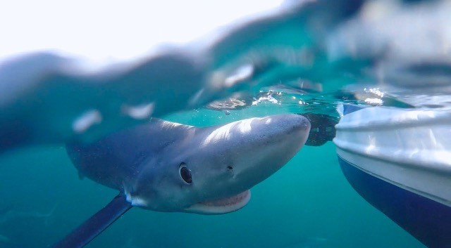 Blue shark