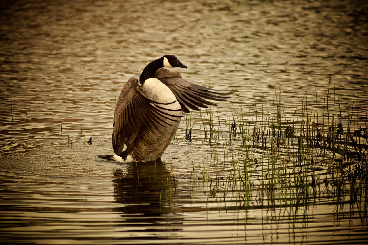 Goose