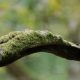 Pied Flycatcher (male)