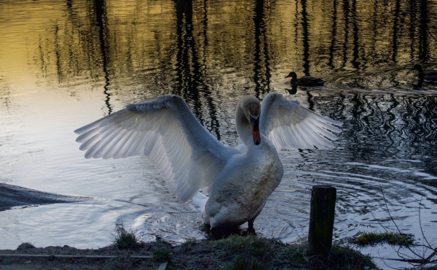 Swan