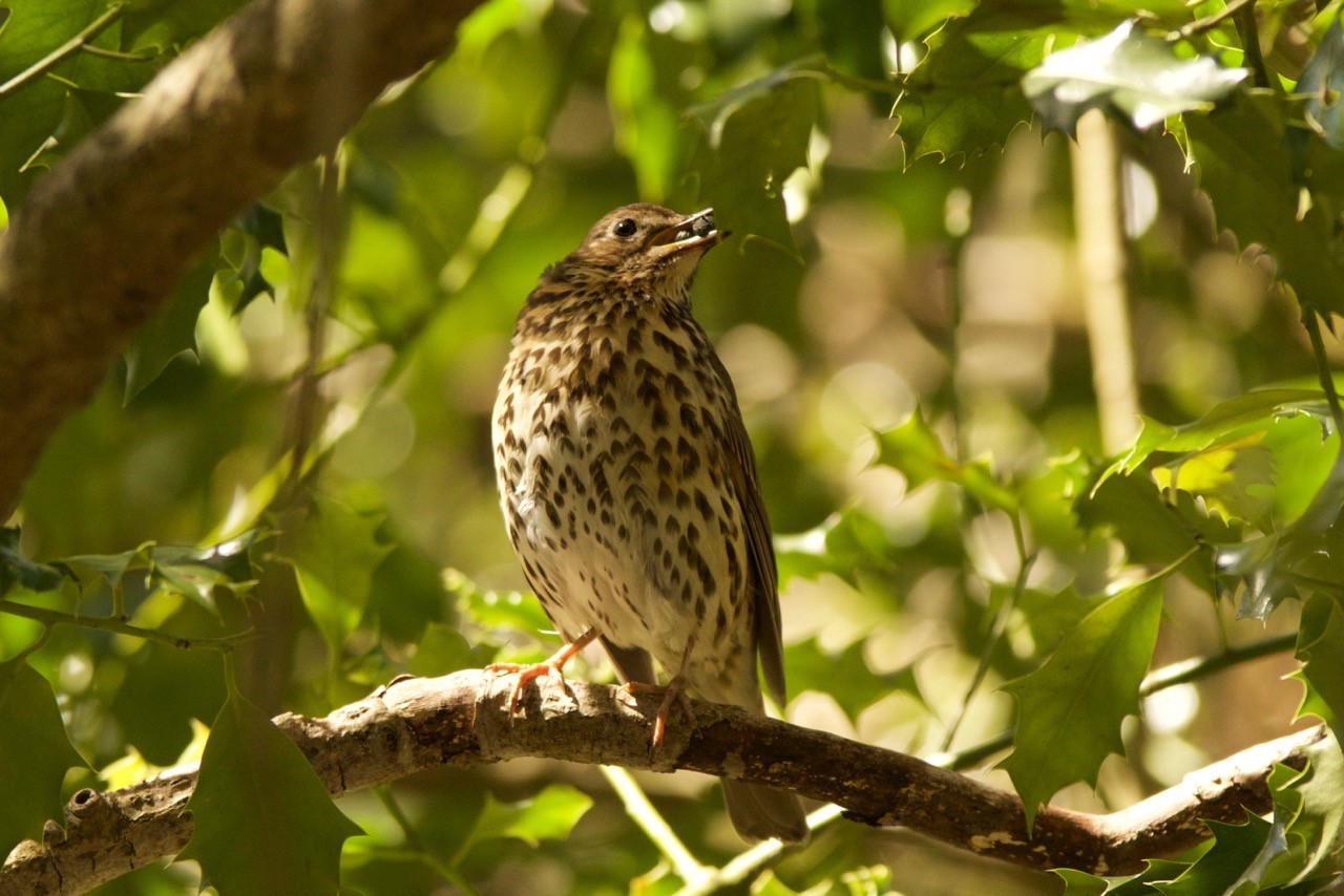 Song Thrush Colby Woodland Gardens
