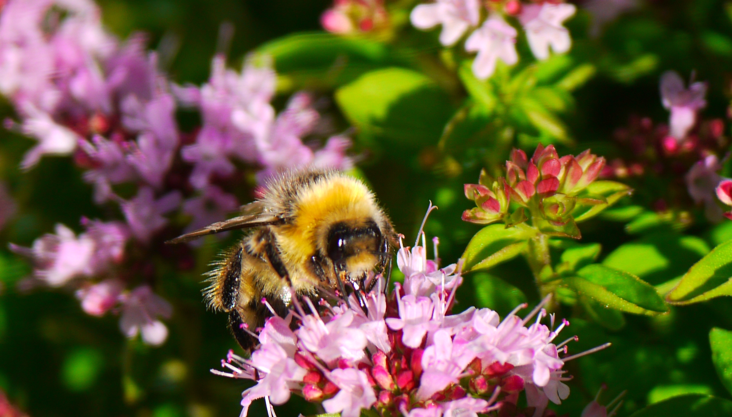 Oregano Bee