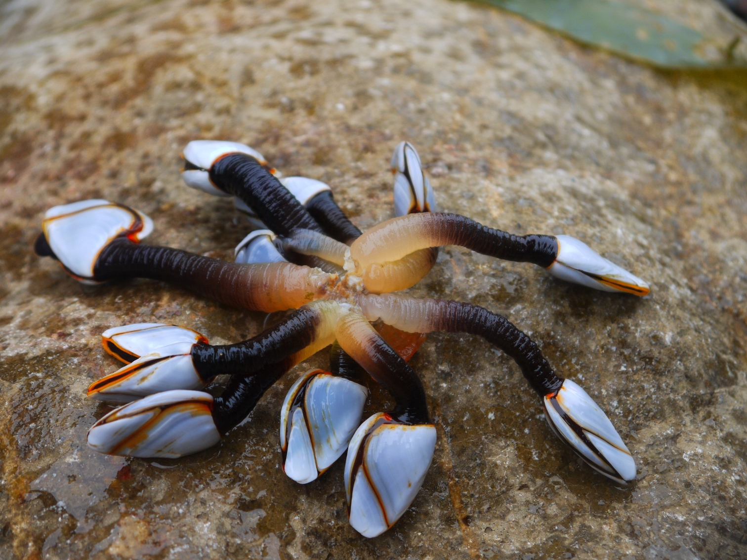 Goose Barnacle