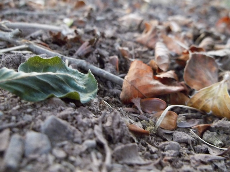 Fall and Leaves