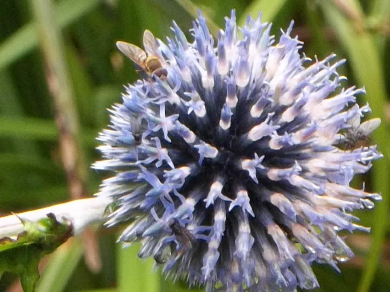 Hoverfly Enchanted Echinop