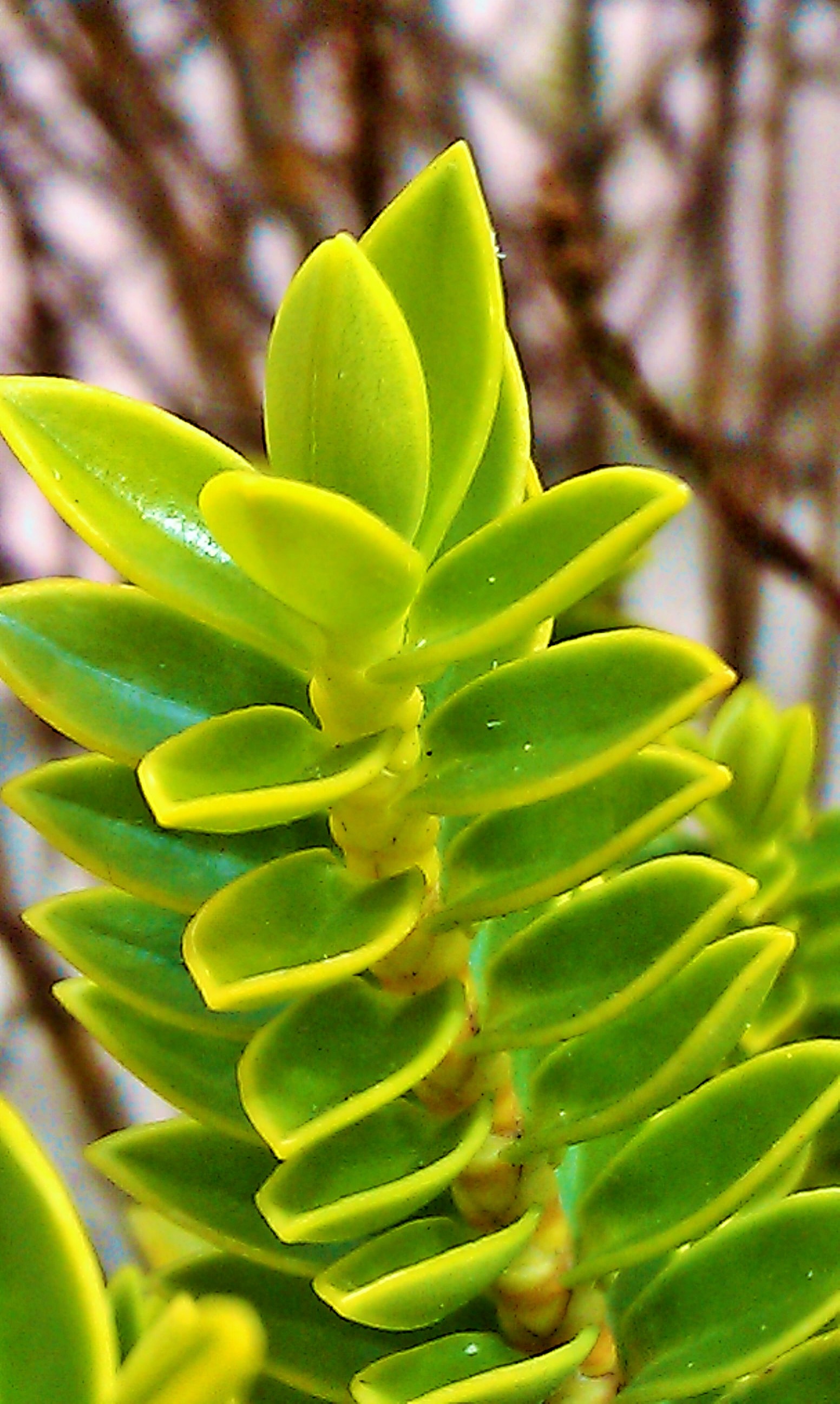 Unusual unknown green leaves