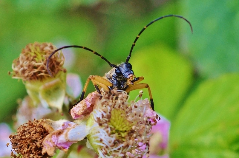 Yellow and black longhorn beetle