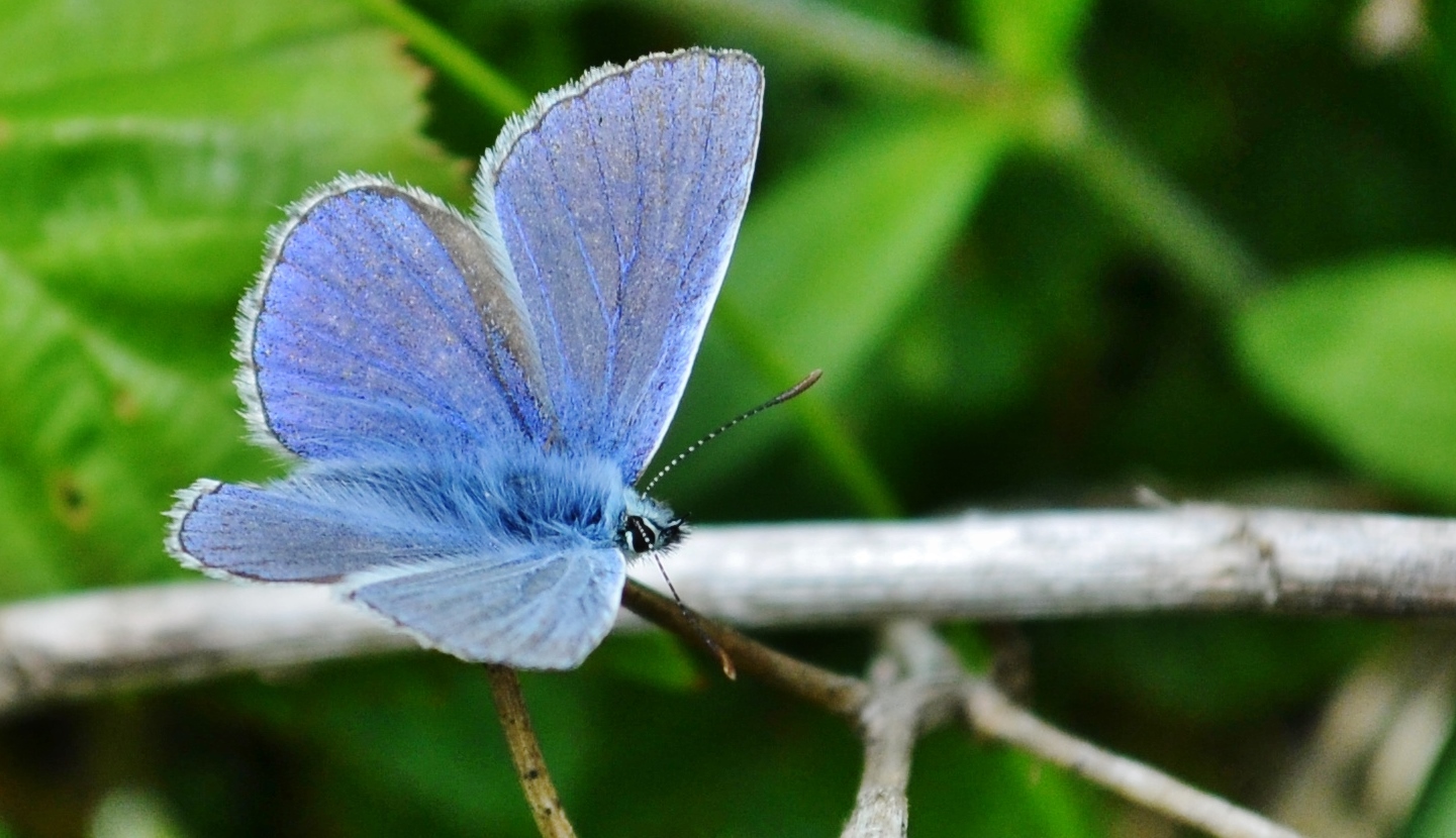 Blue Butterfly