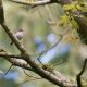 Pied Flycatcher (female)
