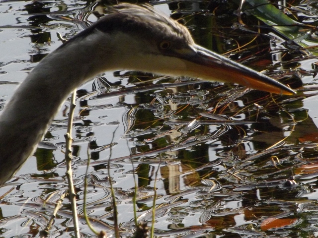 Heron