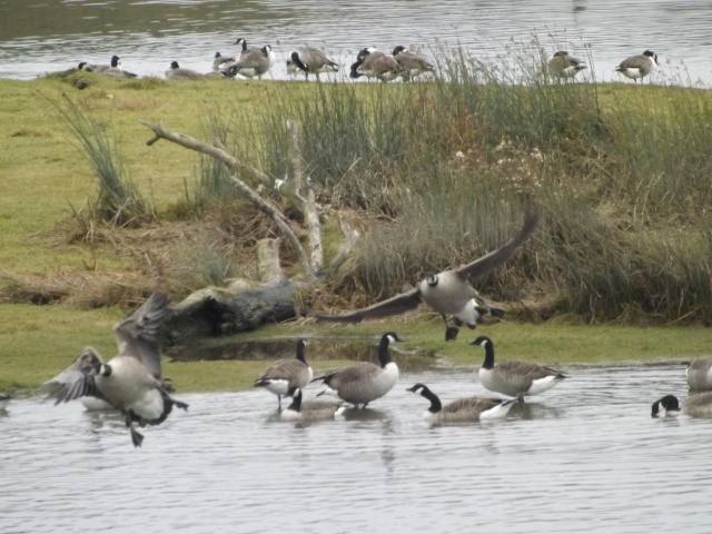 Canadian Geese