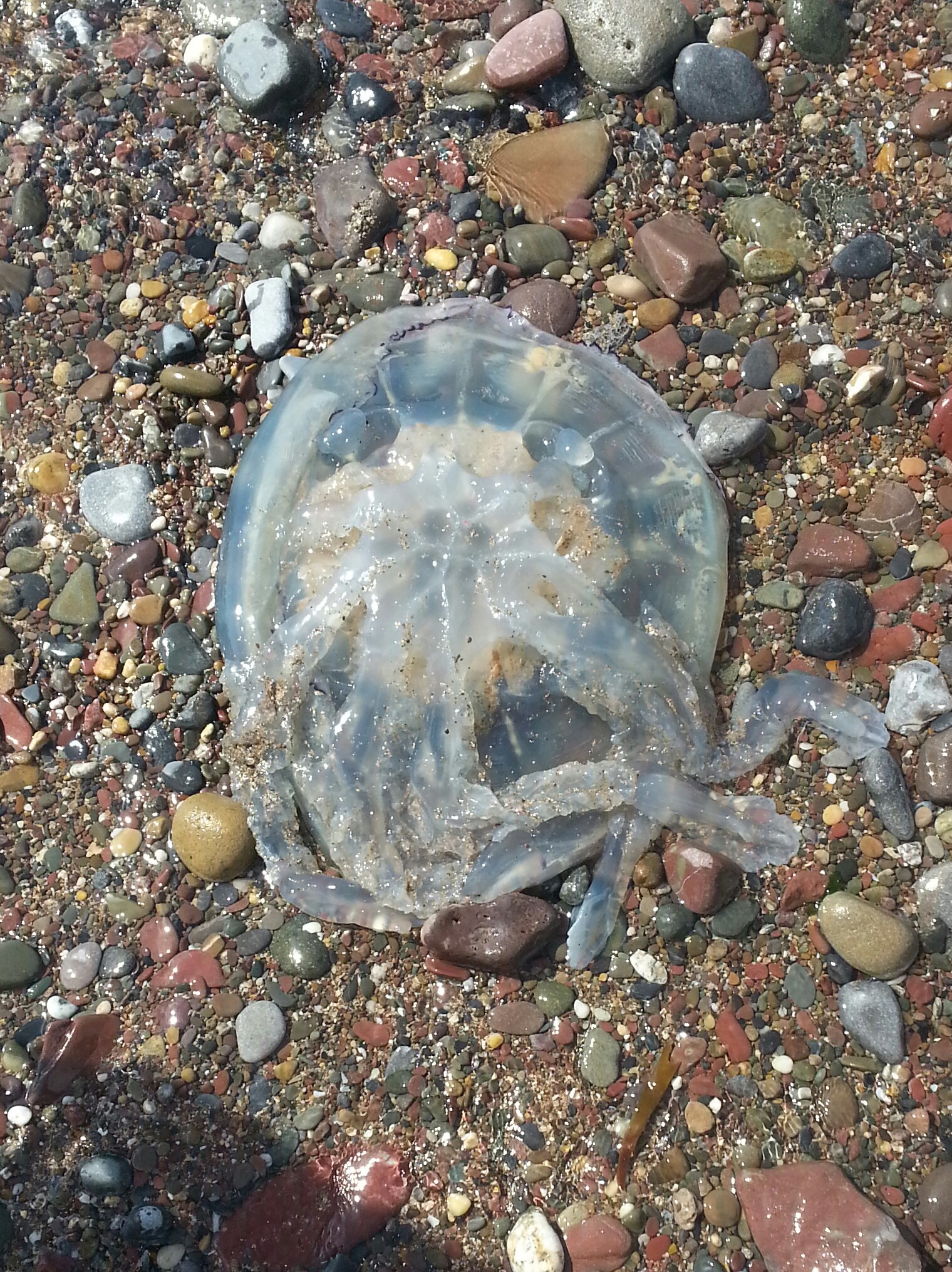 Jellyfish
