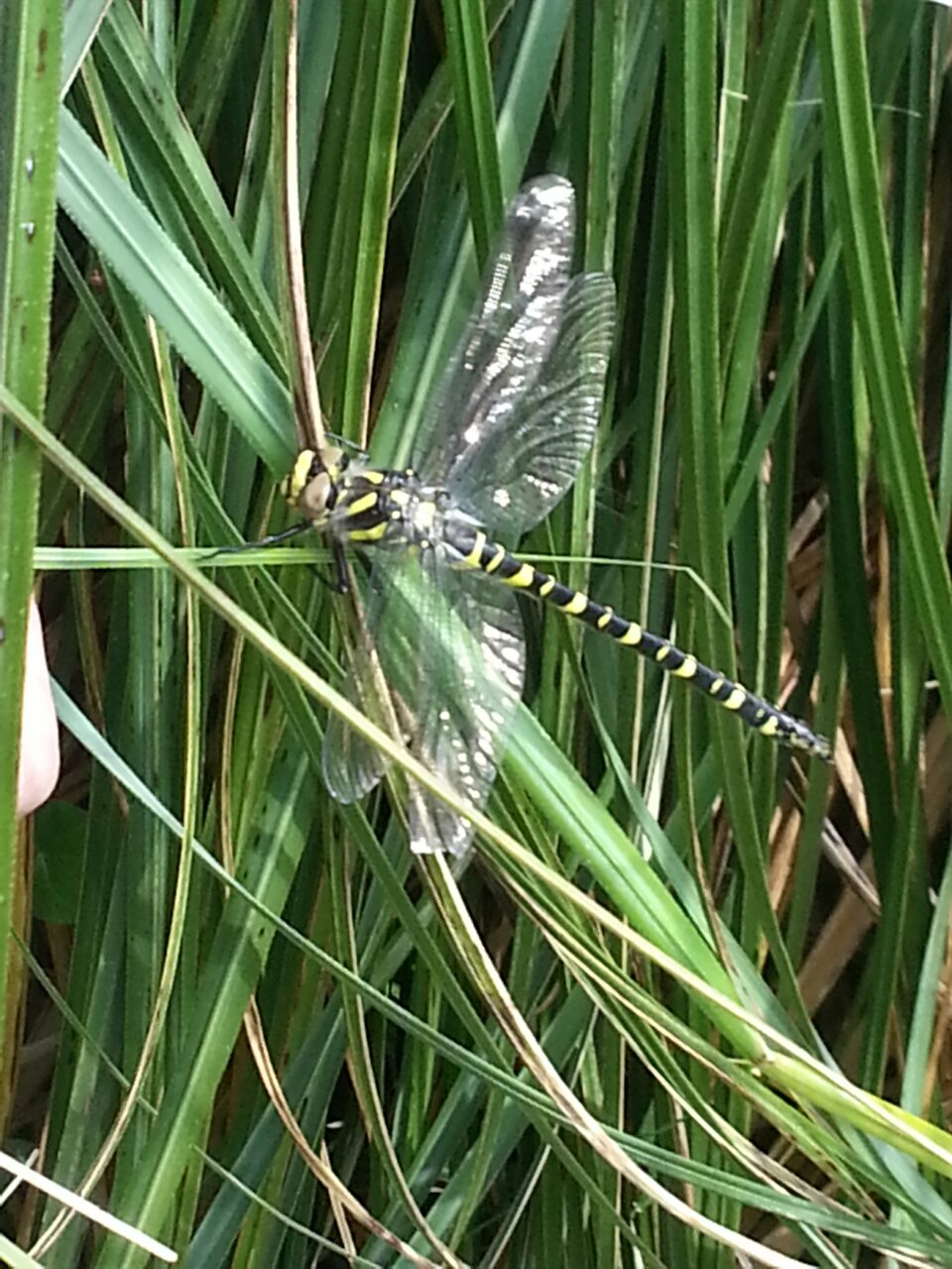 Dragonfly