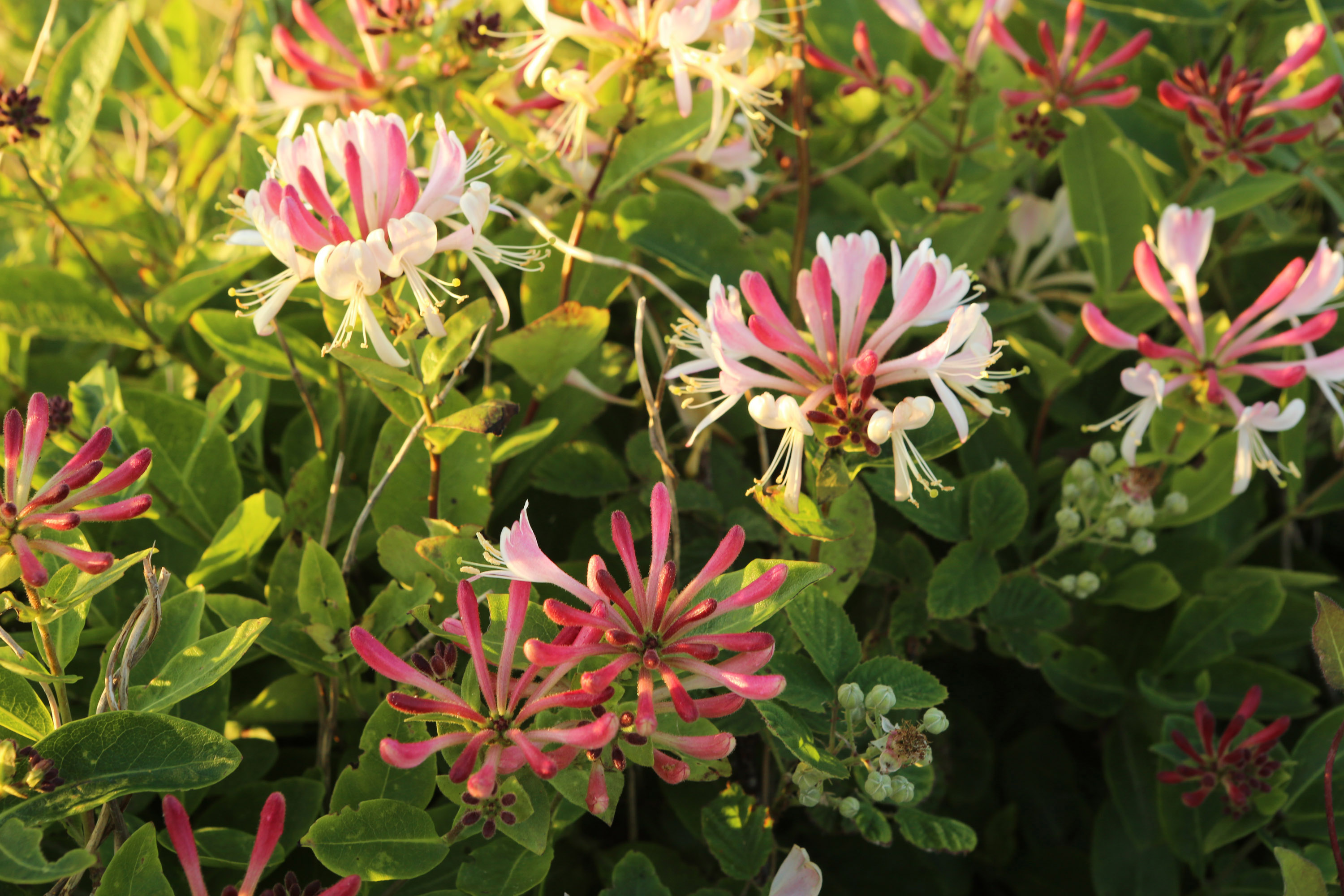 Evening Light on honeysuckle