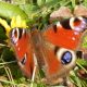Peacock Butterfly