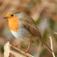 Robin
