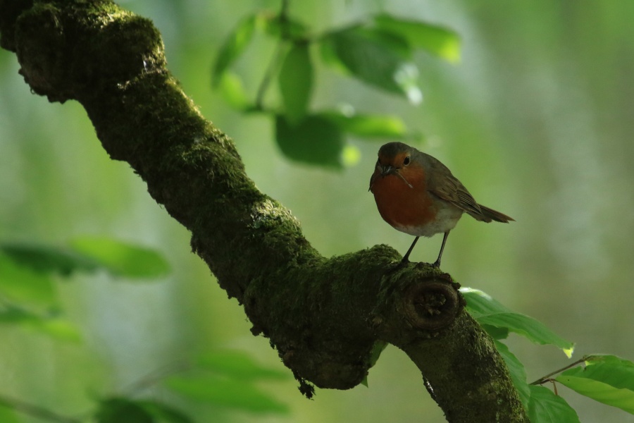 Robin in the woods