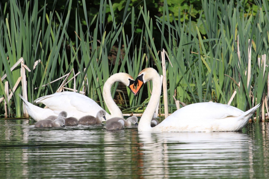 Family of mute swans