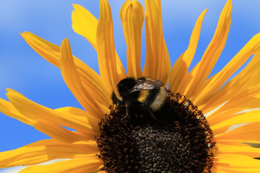 Bumble Bee on Sunflower