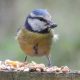 Bluetit