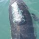 Common dolphin