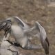 Gannet landing
