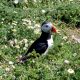 Puffin