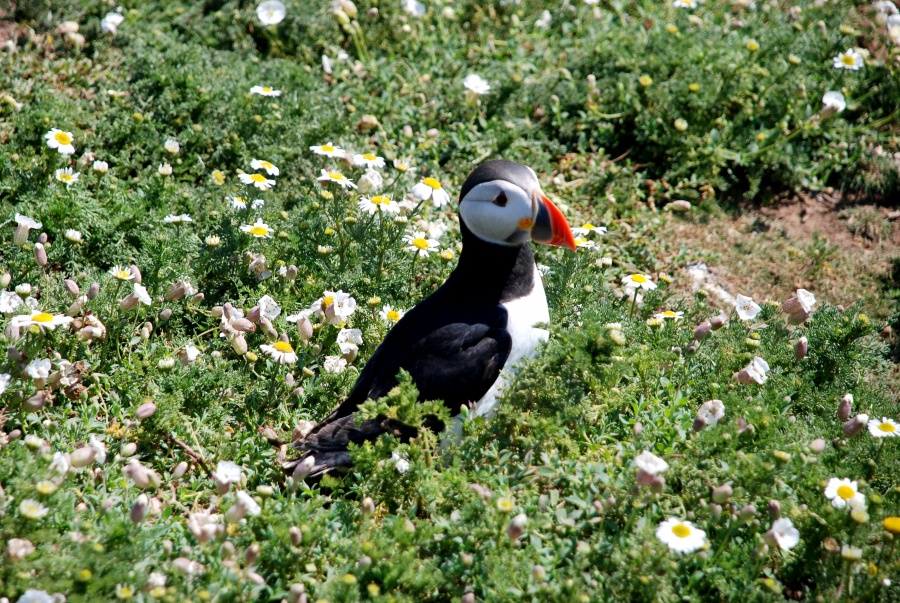 Puffin