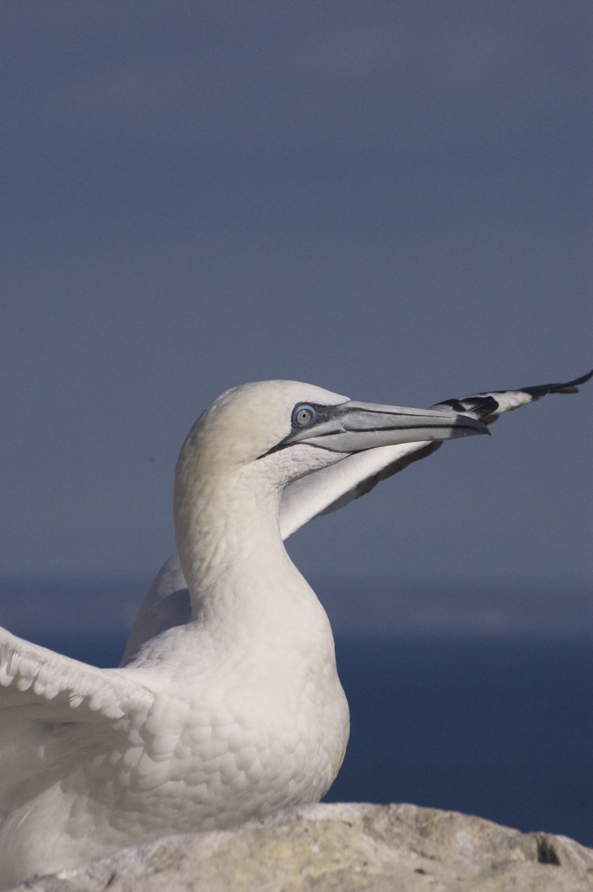Gannet