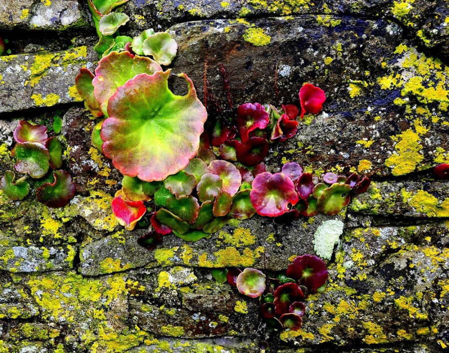 A Dash of Colour