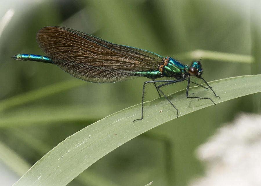 Beautiful Demoiselle