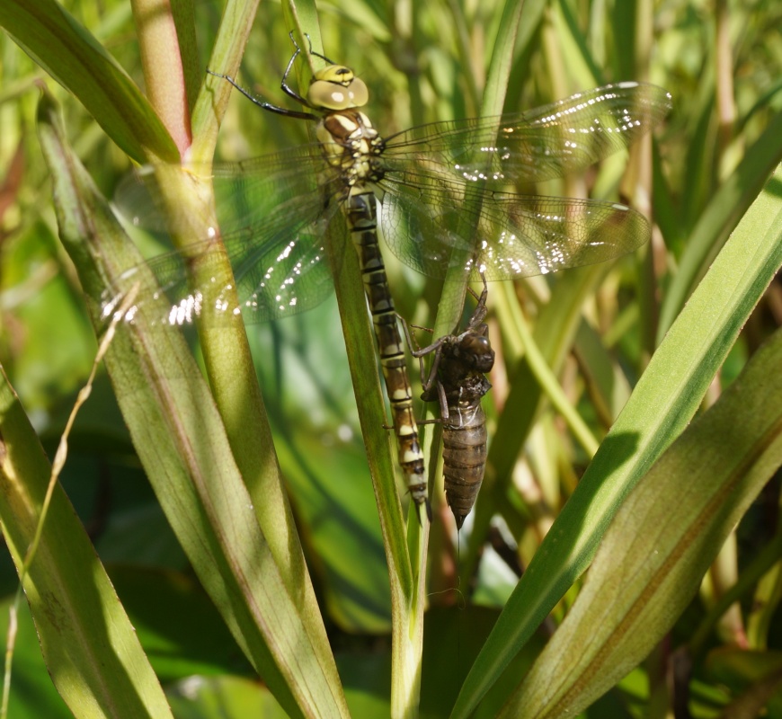 Newly hatched Dragonfly