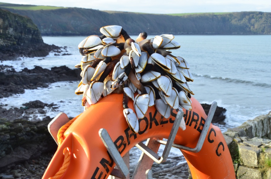 Goose barnacle rescue