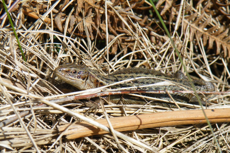 Camouflaged Common Lizard