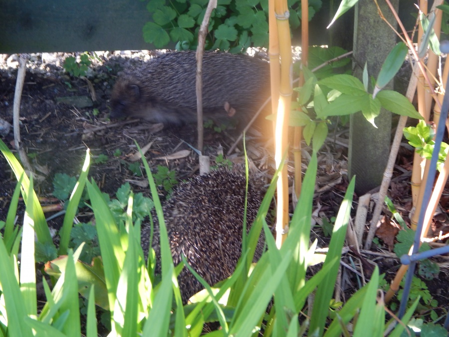 Hedgehogs at play