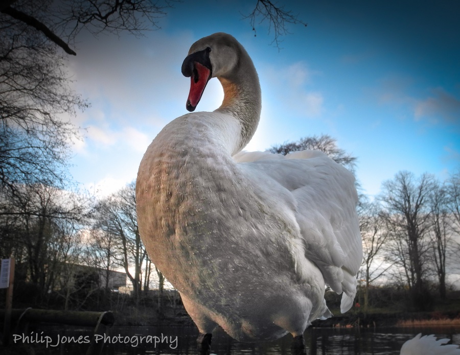 A Mute Cob Swan .