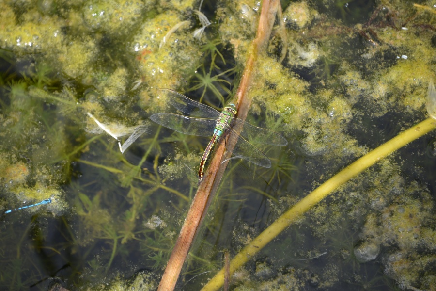 Dragon Fly