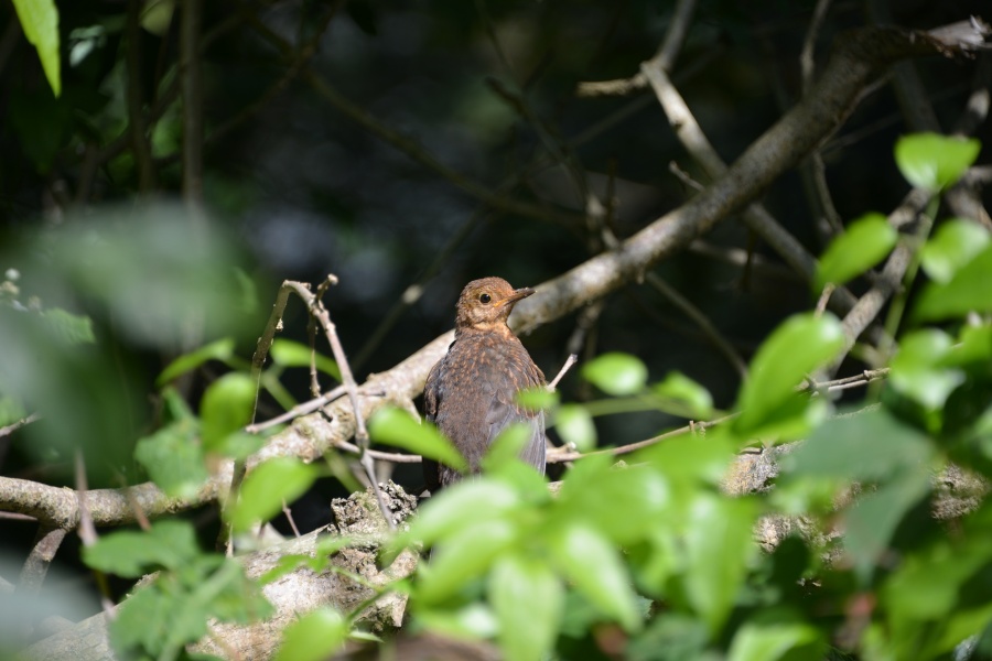 Female Blackbird