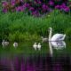 Family of swans.