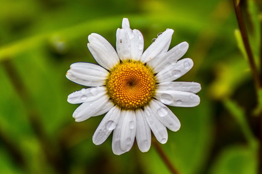 Daisy