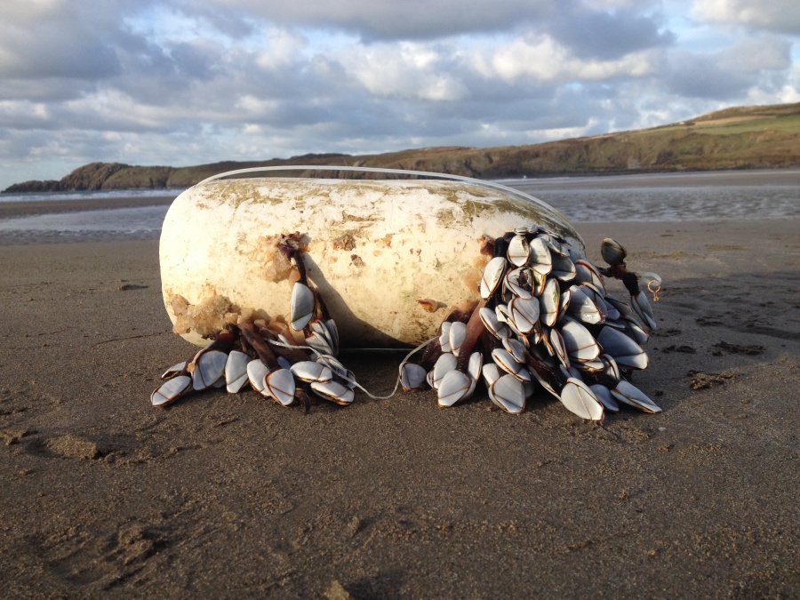 Goose Barnacles