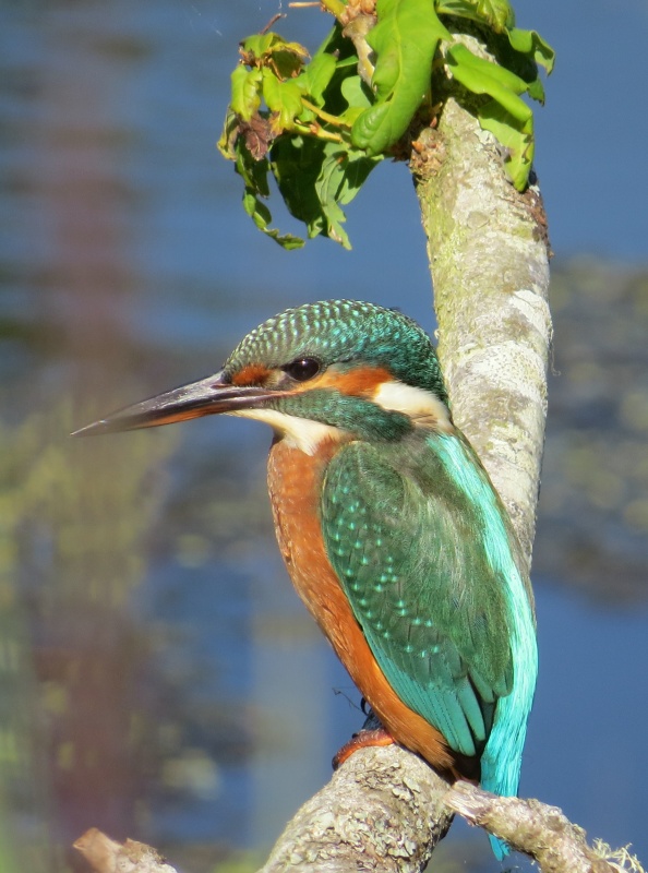 Kingfisher